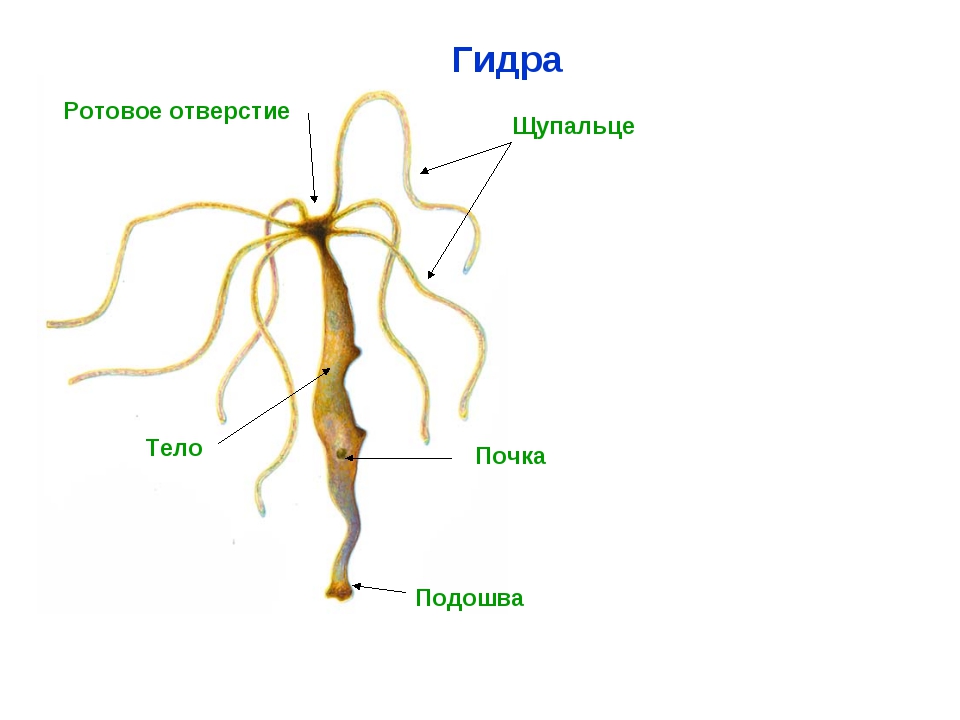 Сайт тор кракен